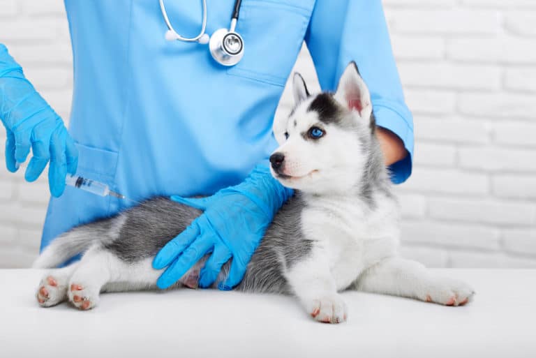 chien vaccin