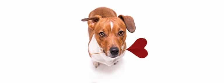 chien coeur