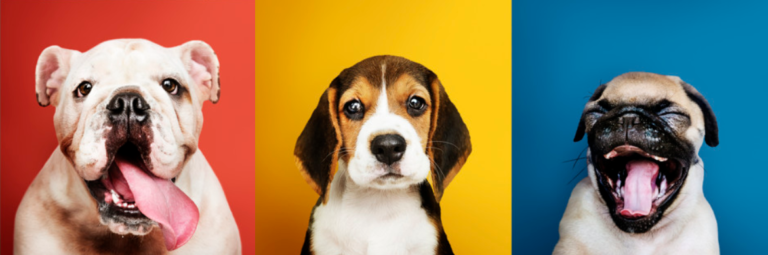 portrait chiots
