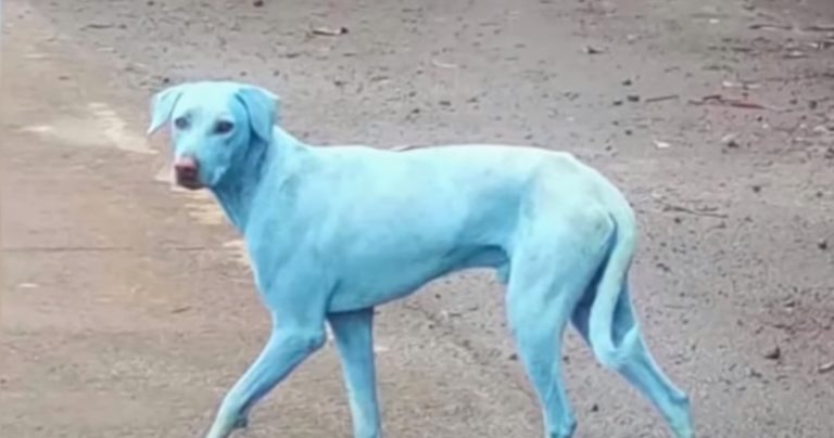chien bleu