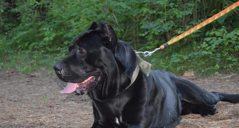 cane corso