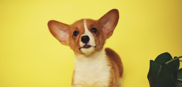 chiot fond jaune