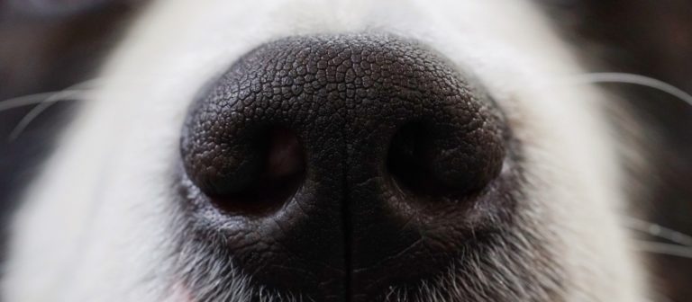 truffe de chien