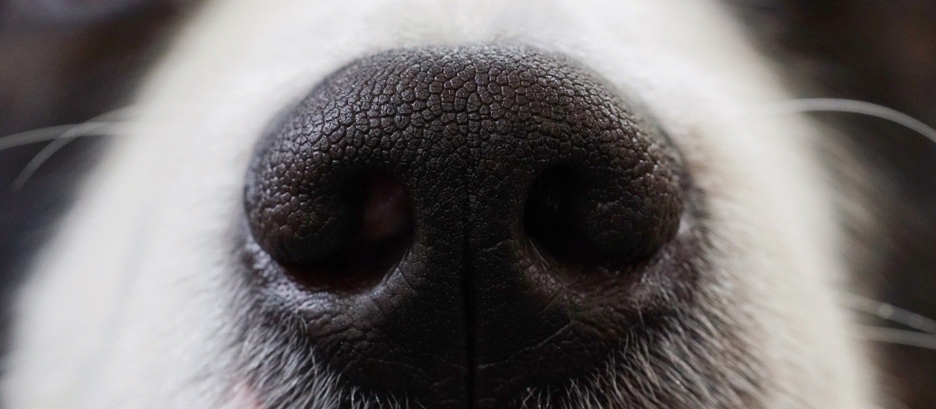 truffe de chien