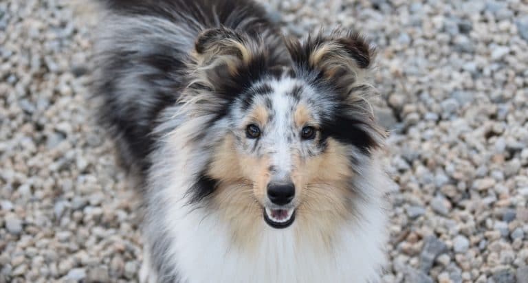 chien
