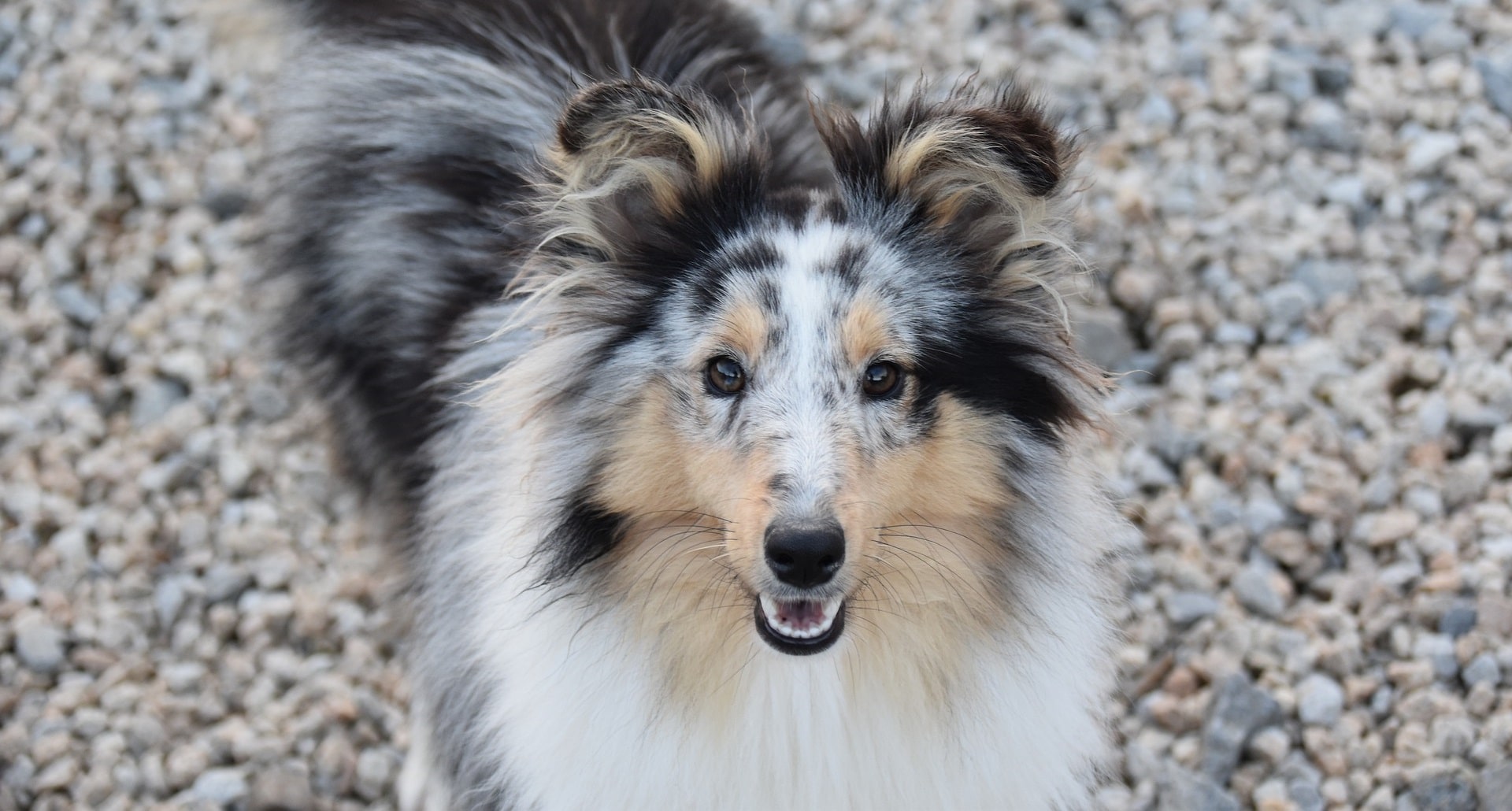 chien