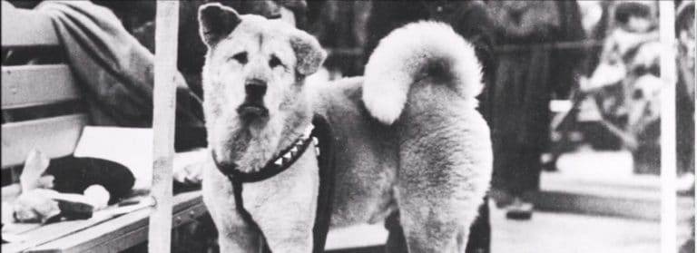Hachiko