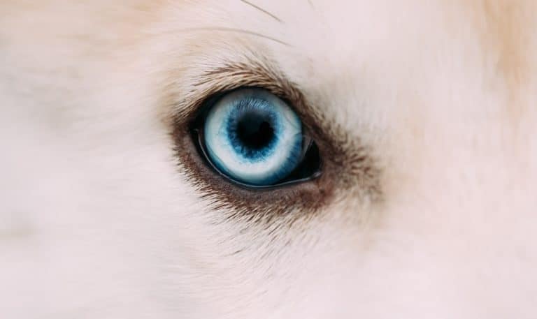 chien œil