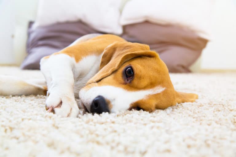 chien couché