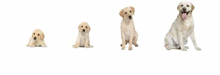 labrador croissance