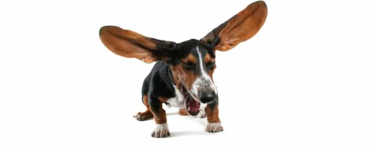 chien éternuement