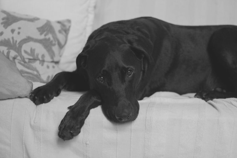 chien