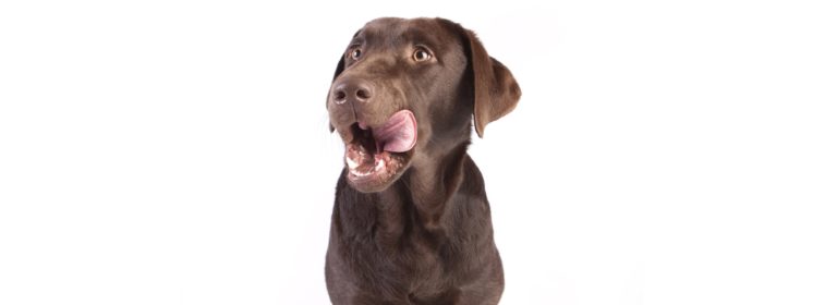 chien qui se lèche les babines