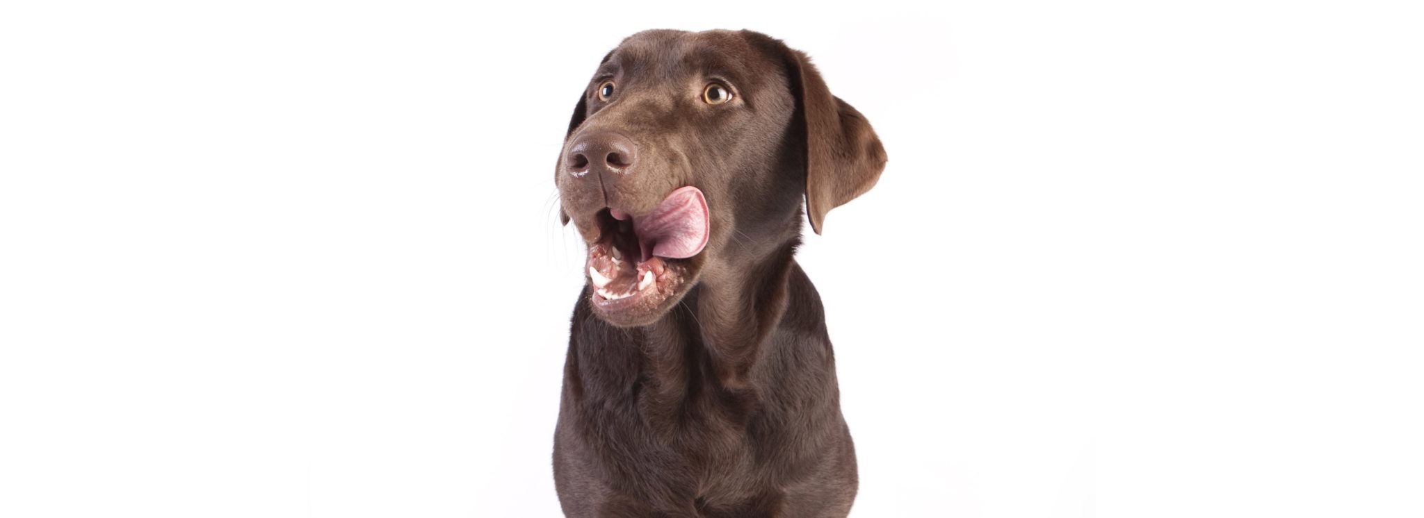 chien qui se lèche les babines