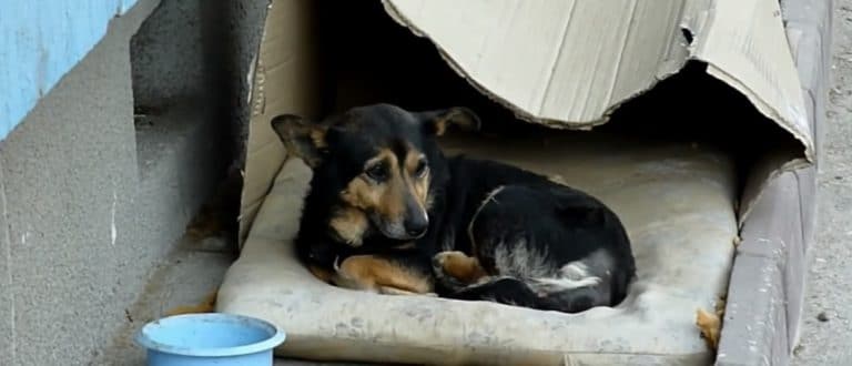 chien dans la rue
