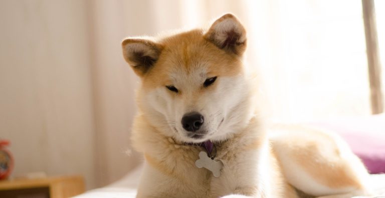 Akita Inu