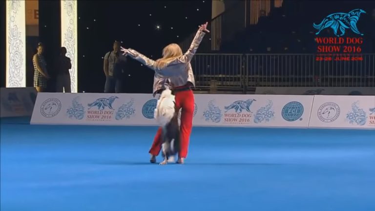 dog dancing
