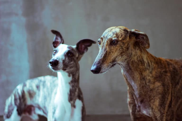 chien levrier