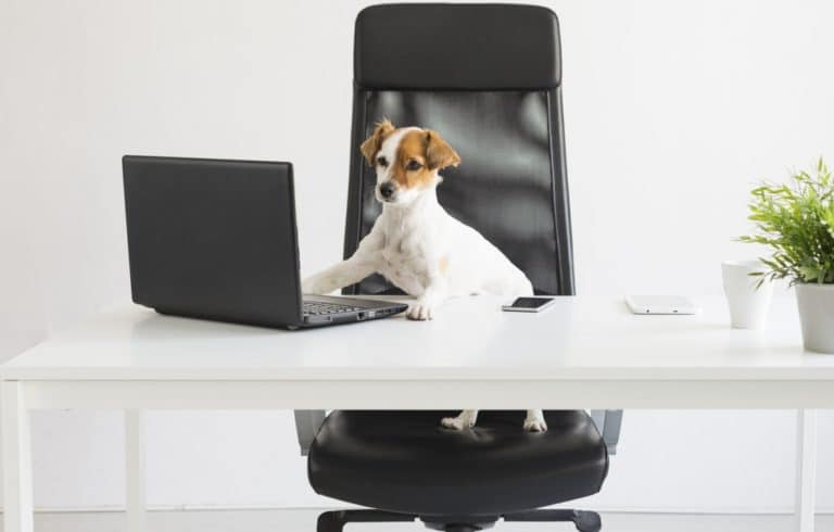 chien devant l'ordinateur