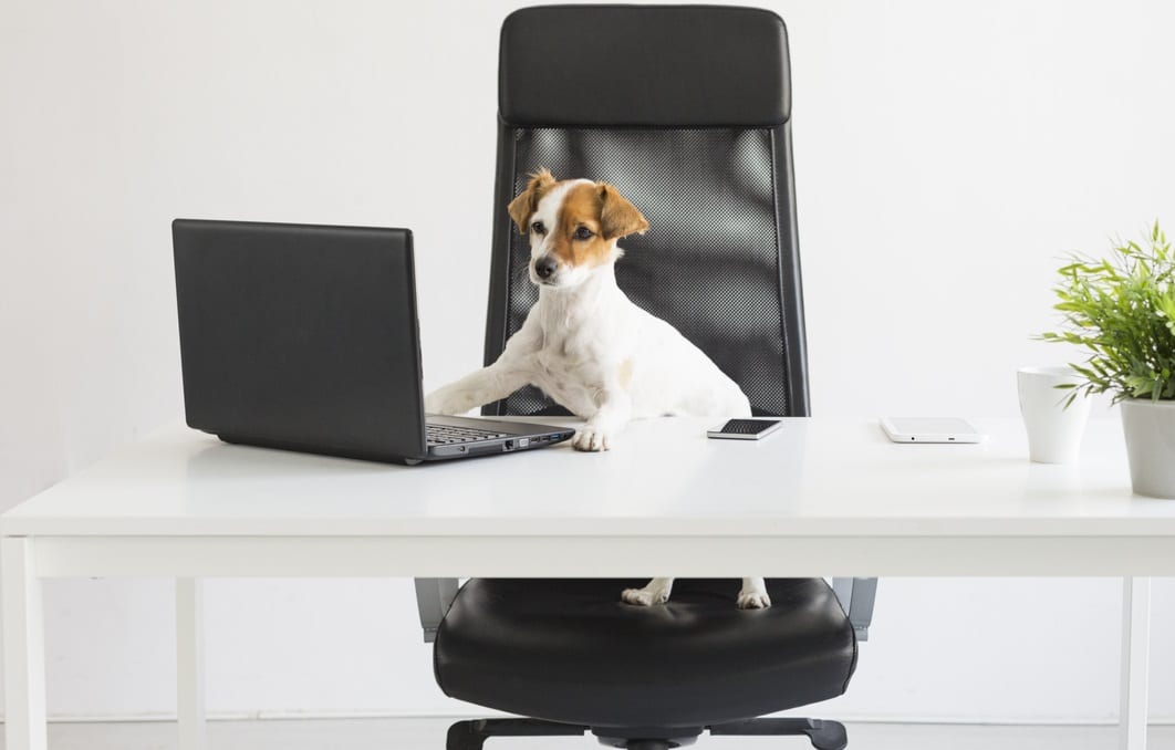 chien devant l'ordinateur