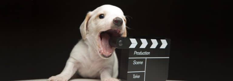 chien film