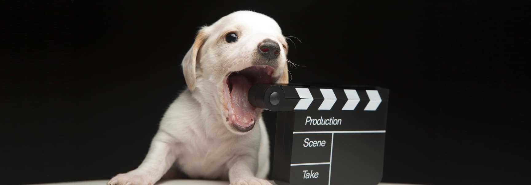 chien film