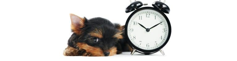 chien horloge