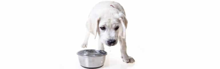 chien qui boit