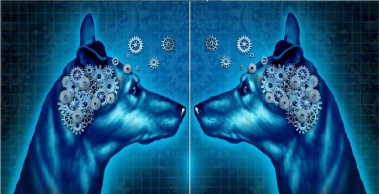 chien cerveau