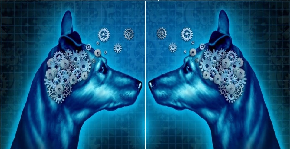 chien cerveau