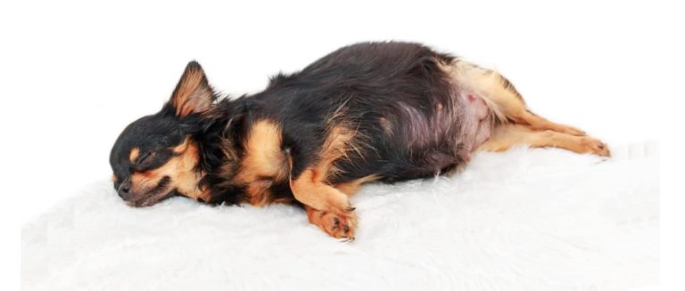 chienne gestante