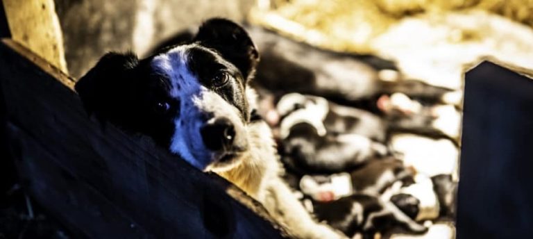 mise bas chienne dystocies