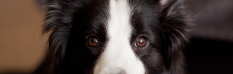 chien regard
