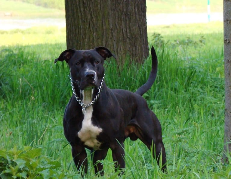 amstaff