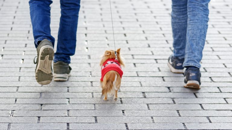 chien dans la rue
