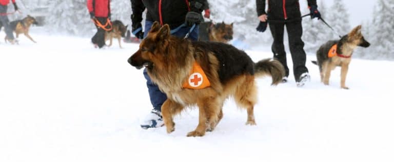chien d'utilité