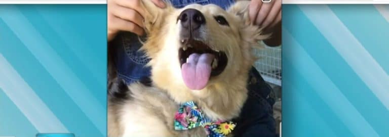 nœuds papillons chien