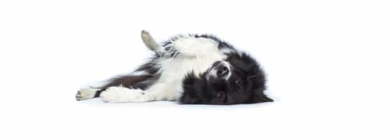 chien sur le dos