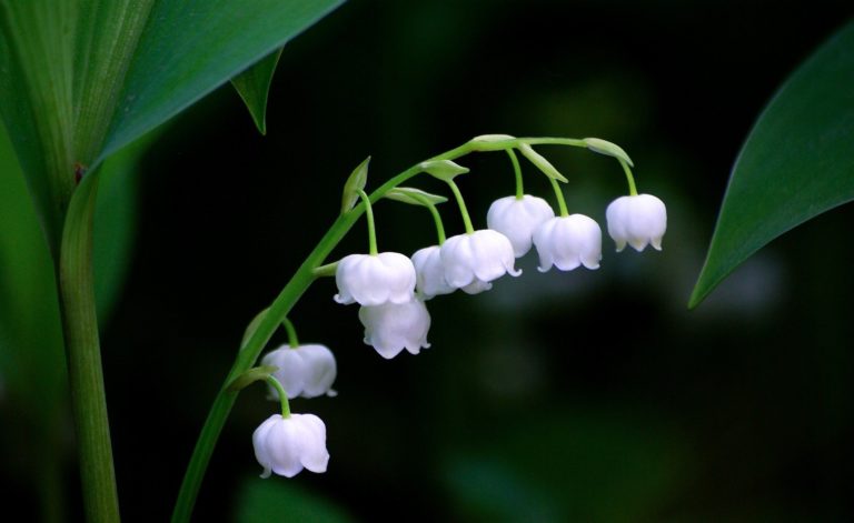 muguet