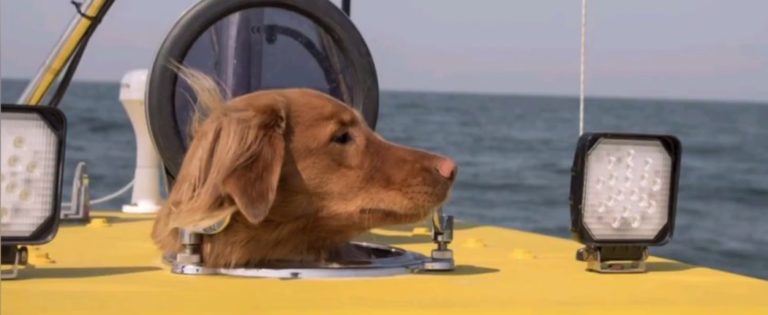 chien Arctique aventure