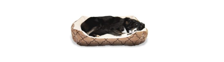 chien panier