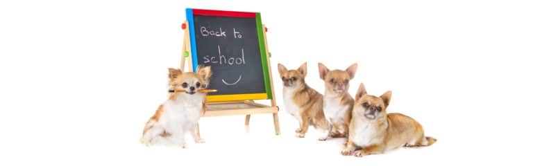 empathie éthique animale à l'école