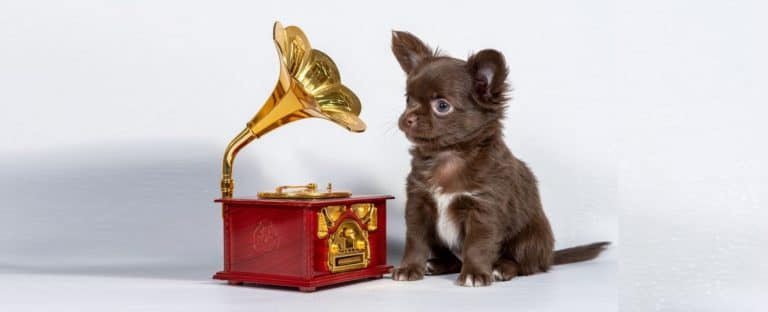 musique chiens