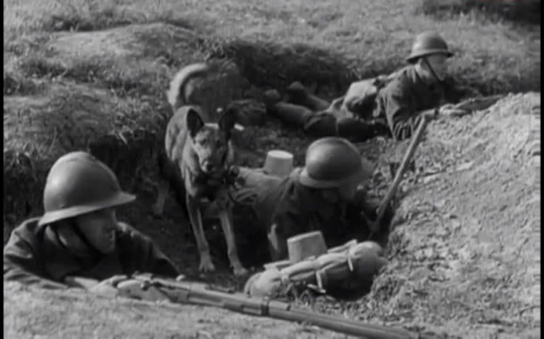 rendre hommage aux chiens guerre