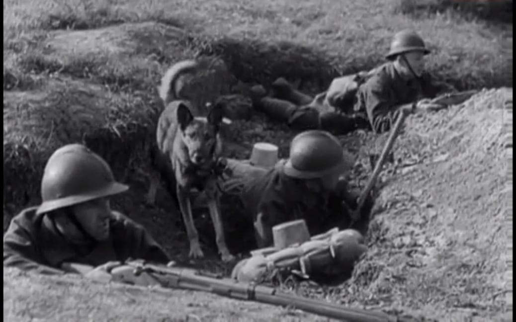 rendre hommage aux chiens guerre