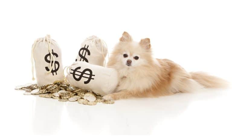 héritage à un chien