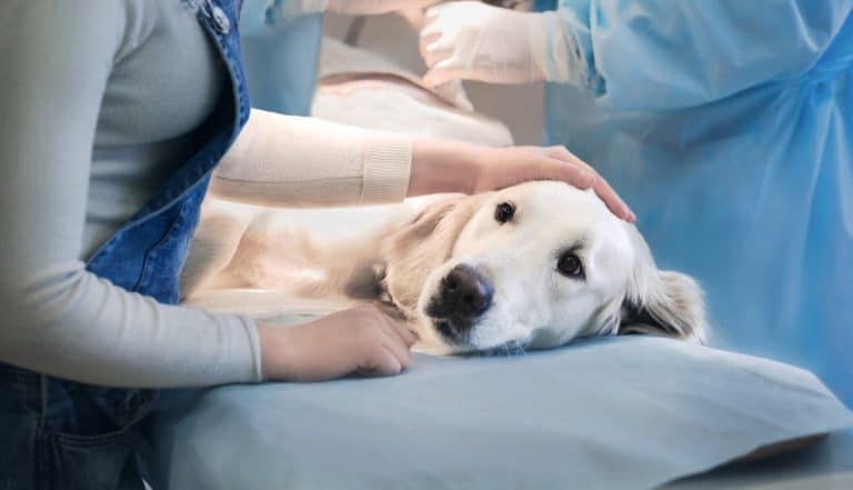 vétérinaire pyomètre de la chienne