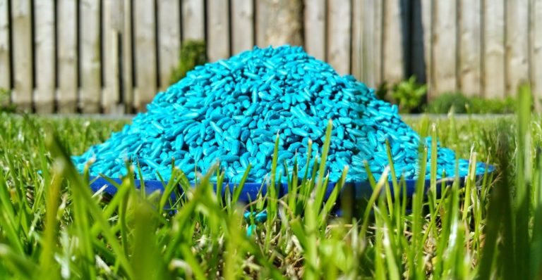 intoxication à la mort aux rats chez le chien