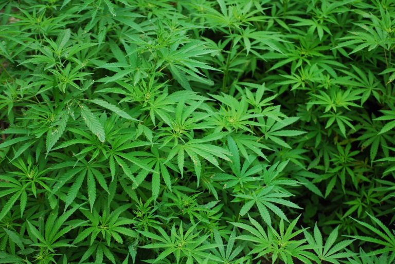 intoxication au cannabis chez le chien