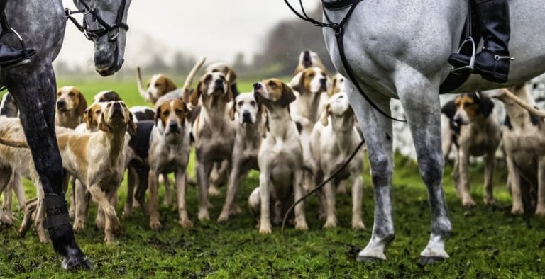 chasse à courre